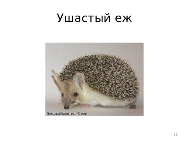 Ушастый еж  