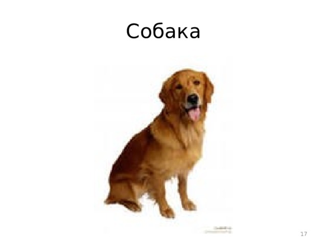 Собака  