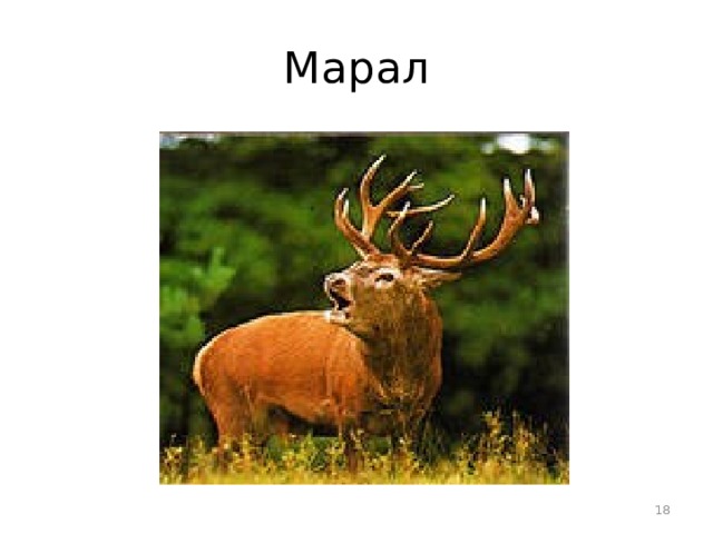 Марал  