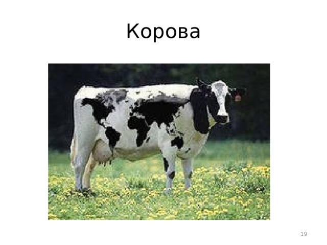 Корова  