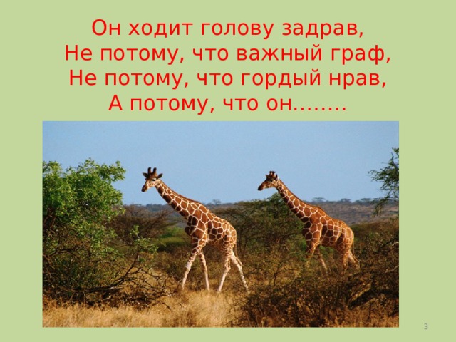 Он ходит голову задрав,  Не потому, что важный граф,  Не потому, что гордый нрав,  А потому, что он……..  