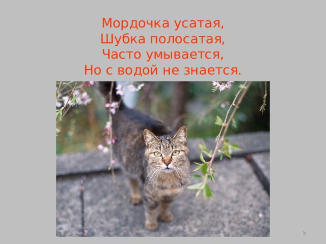 Мордочка усатая,  Шубка полосатая,  Часто умывается,  Но с водой не знается.  