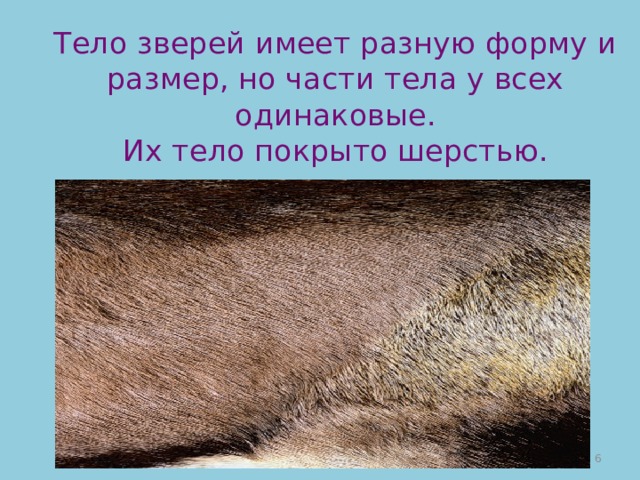 Тело зверей имеет разную форму и размер, но части тела у всех одинаковые.  Их тело покрыто шерстью.  