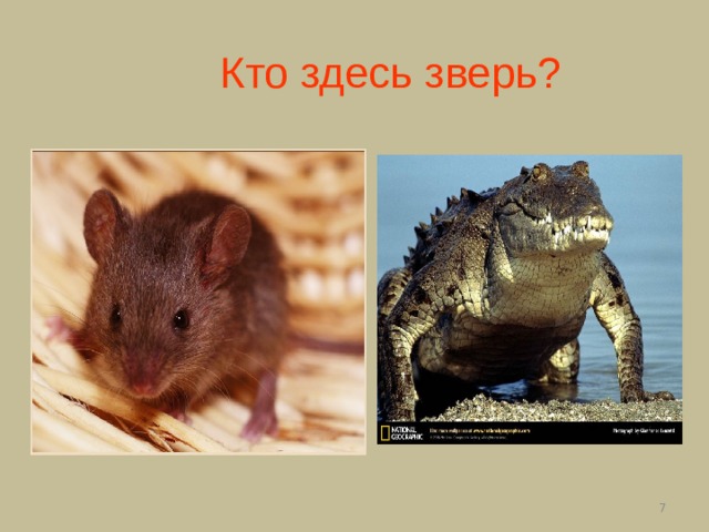  Кто здесь зверь?  