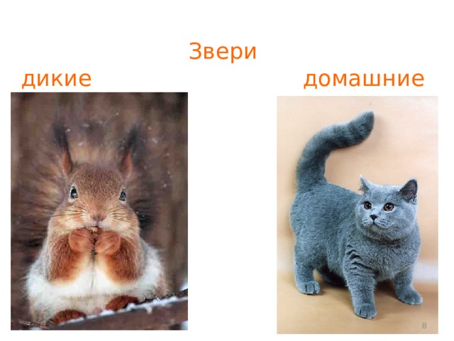 Звери  дикие домашние  