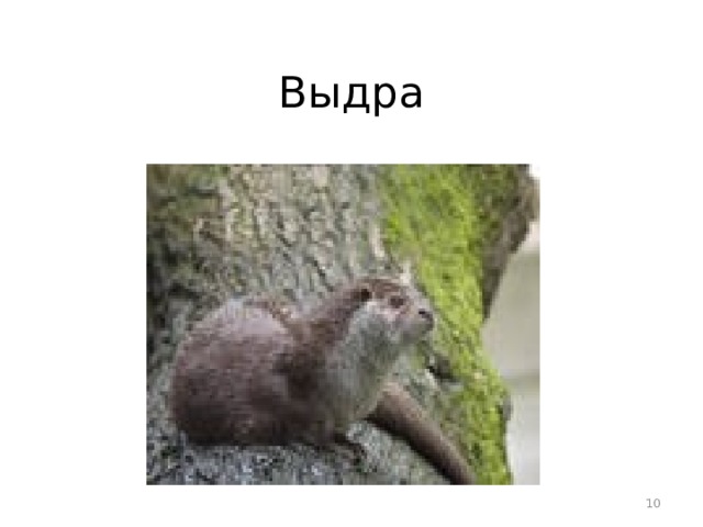 Выдра  