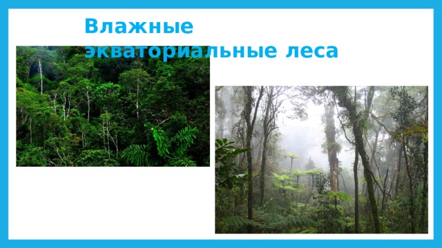 Влажные экваториальные леса 