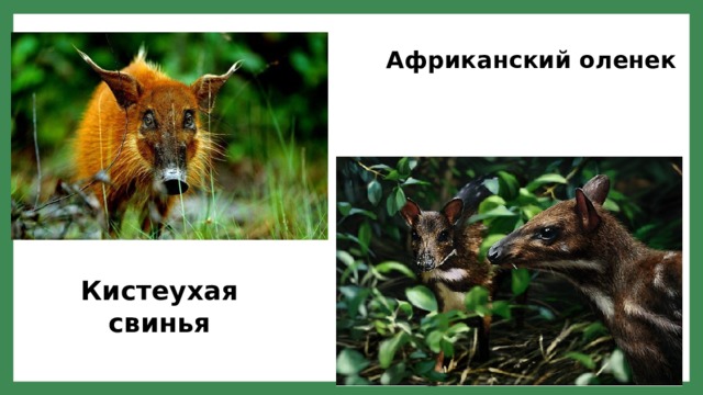 Африканский оленек Кистеухая свинья 
