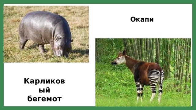 Окапи Карликовый бегемот 