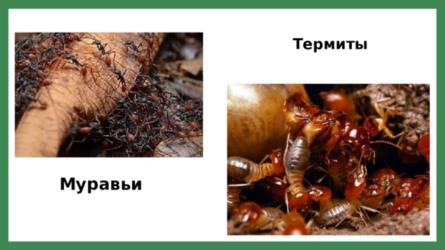 Термиты Муравьи 