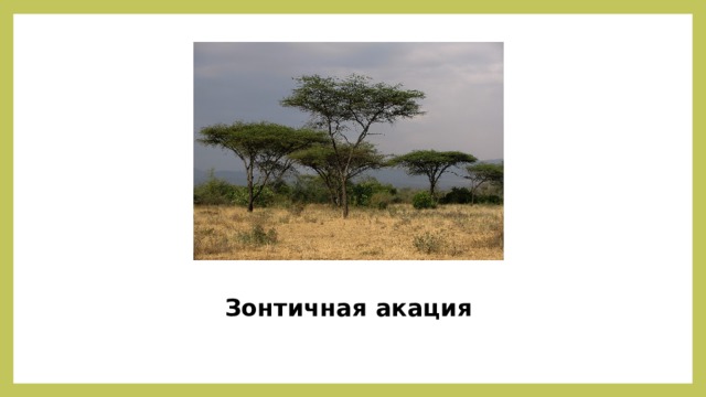 Зонтичная акация 