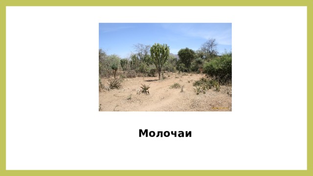 Молочаи 