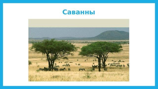 Саванны 