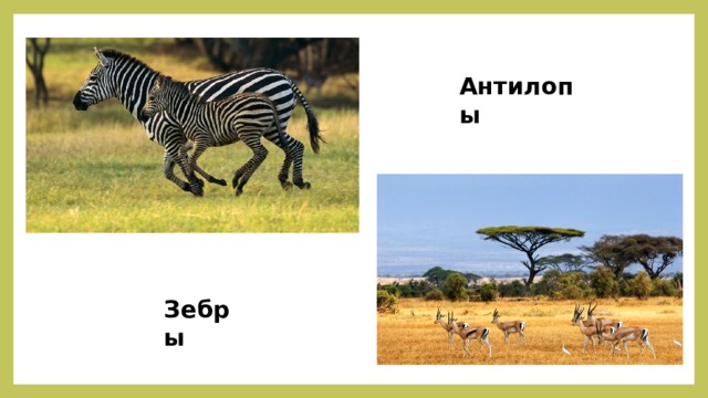 Антилопы Зебры 