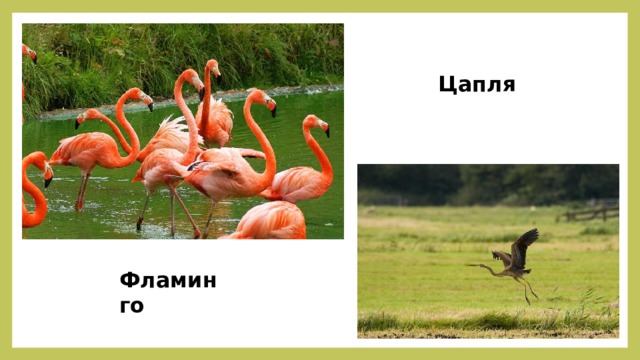 Цапля Фламинго 