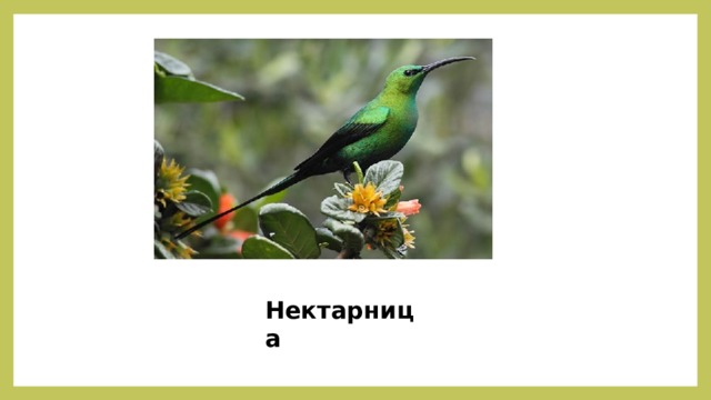 Нектарница 