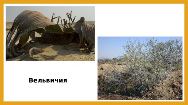 Вельвичия 