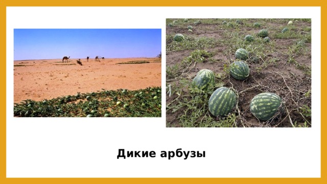 Дикие арбузы 