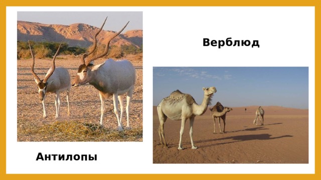 Верблюд Антилопы 