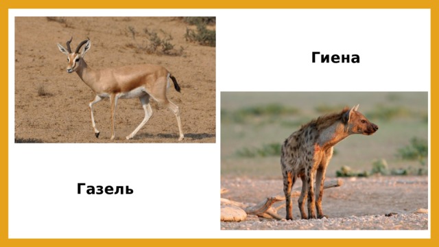 Гиена Газель 