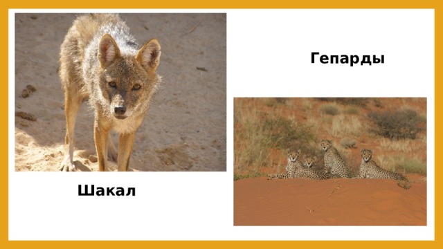 Гепарды Шакал 