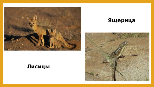 Ящерица Лисицы 