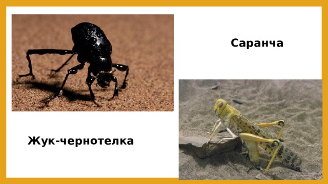 Саранча Жук-чернотелка 