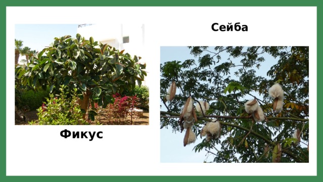 Сейба Фикус 