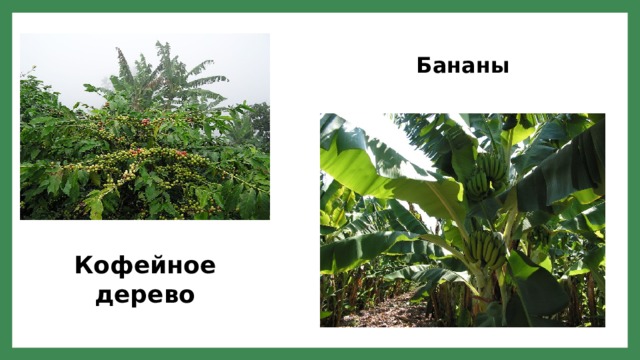 Бананы Кофейное дерево 