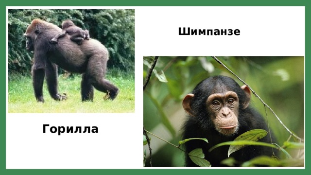Шимпанзе Горилла 