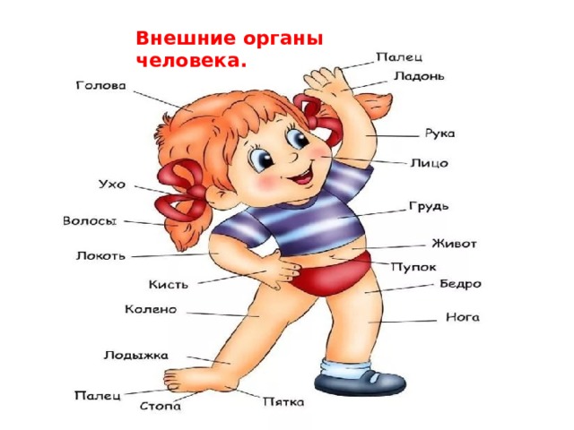 Внешние органы человека. 