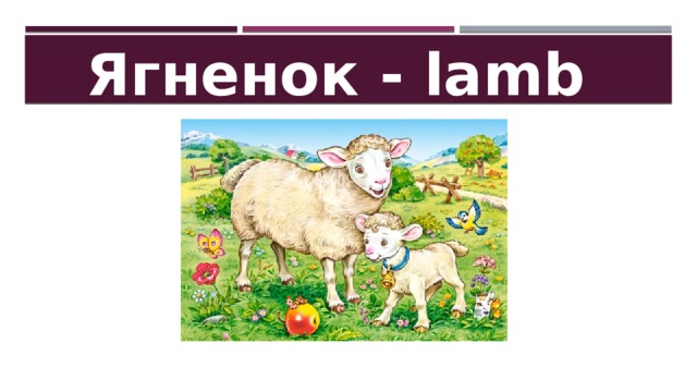 Ягненок - lamb 