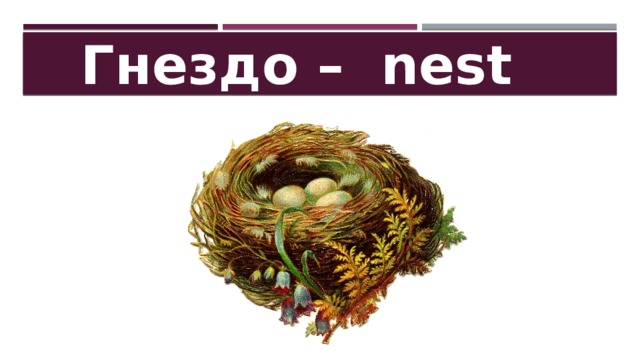 Гнездо – nest 