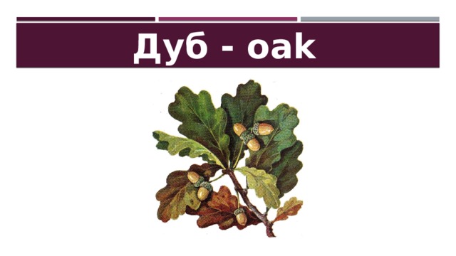 Дуб - oak 