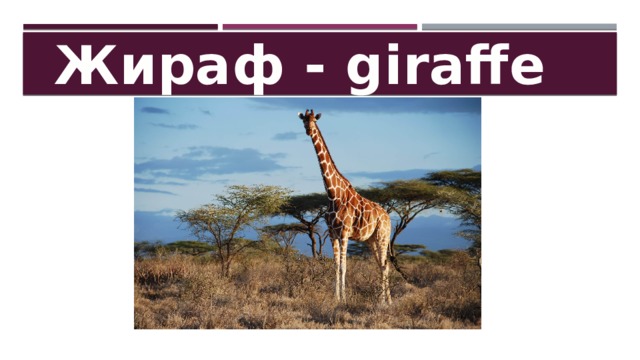Жираф - giraffe 