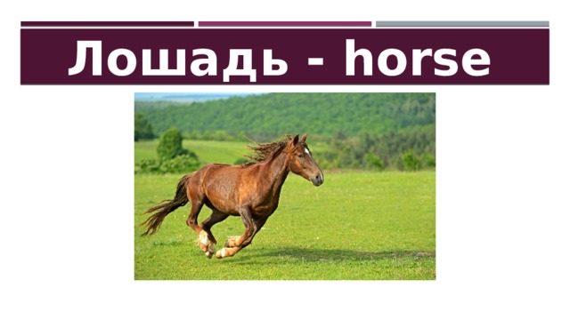 Лошадь - horse 