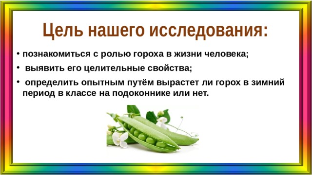 Цель нашего исследования: познакомиться с ролью гороха в жизни человека;  выявить его целительные свойства;  определить опытным путём вырастет ли горох в зимний период в классе на подоконнике или нет. 