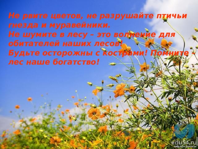 Не рвите цветов, не разрушайте птичьи гнезда и муравейники.   Не шумите в лесу – это волнение для обитателей наших лесов!   Будьте осторожны с кострами! Помните – лес наше богатство! 