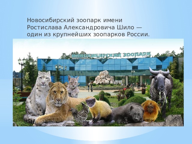 Новосибирский зоопарк имени Ростислава Александровича Шило — один из крупнейших зоопарков России. 