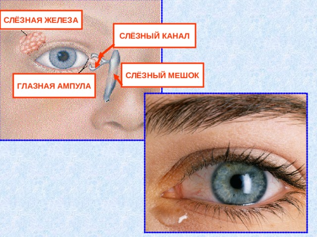 СЛЁЗНАЯ ЖЕЛЕЗА СЛЁЗНЫЙ КАНАЛ СЛЁЗНЫЙ МЕШОК ГЛАЗНАЯ АМПУЛА 