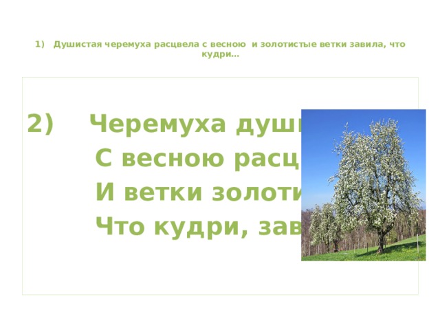  1) Душистая черемуха расцвела с весною и золотистые ветки завила, что кудри…    2) Черемуха душистая  С весною расцвела  И ветки золотистые,  Что кудри, завила.  