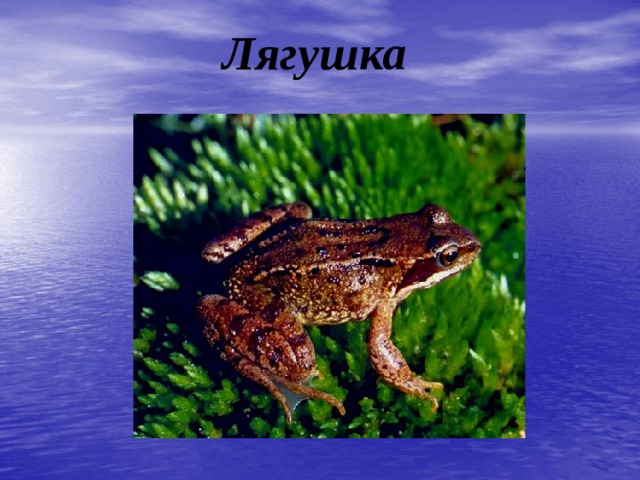 Лягушка  