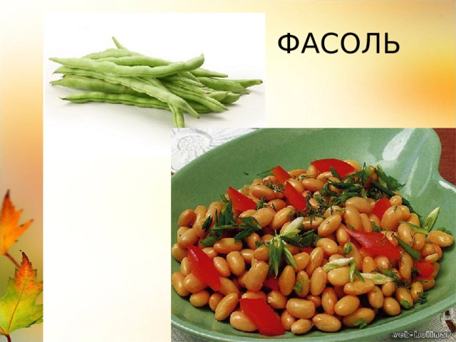  ФАСОЛЬ 