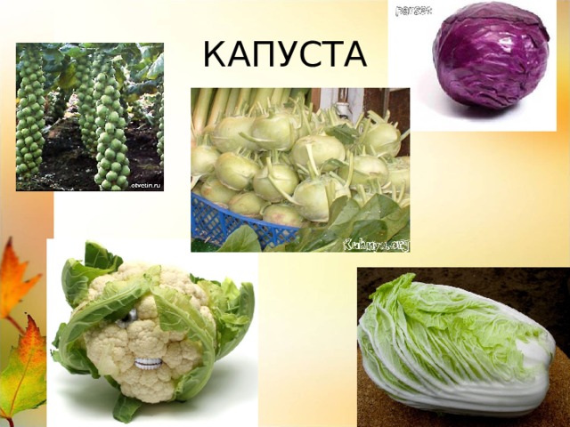 КАПУСТА 