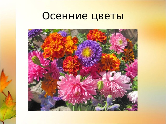 Осенние цветы 