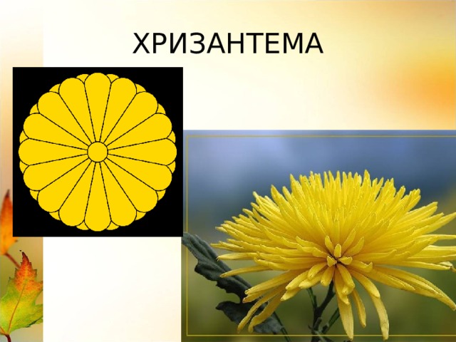ХРИЗАНТЕМА 