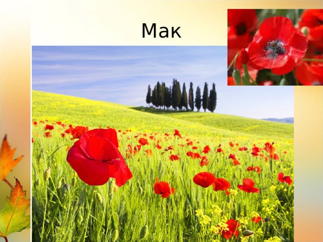 Мак 
