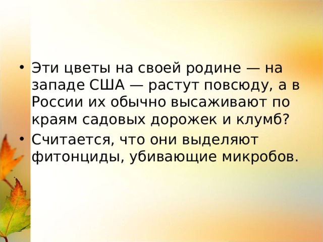 Эти цветы на своей родине — на западе США — растут повсюду, а в России их обычно высаживают по краям садовых дорожек и клумб? Считается, что они выделяют фитонциды, убивающие микробов. 