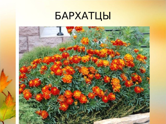 БАРХАТЦЫ 
