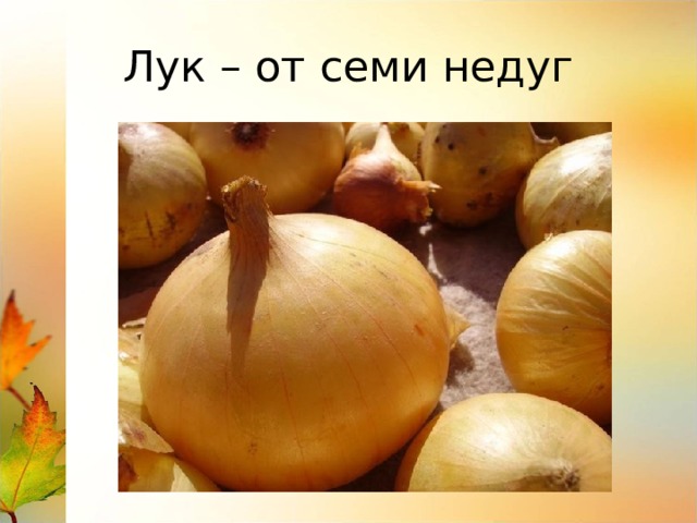 Лук – от семи недуг 